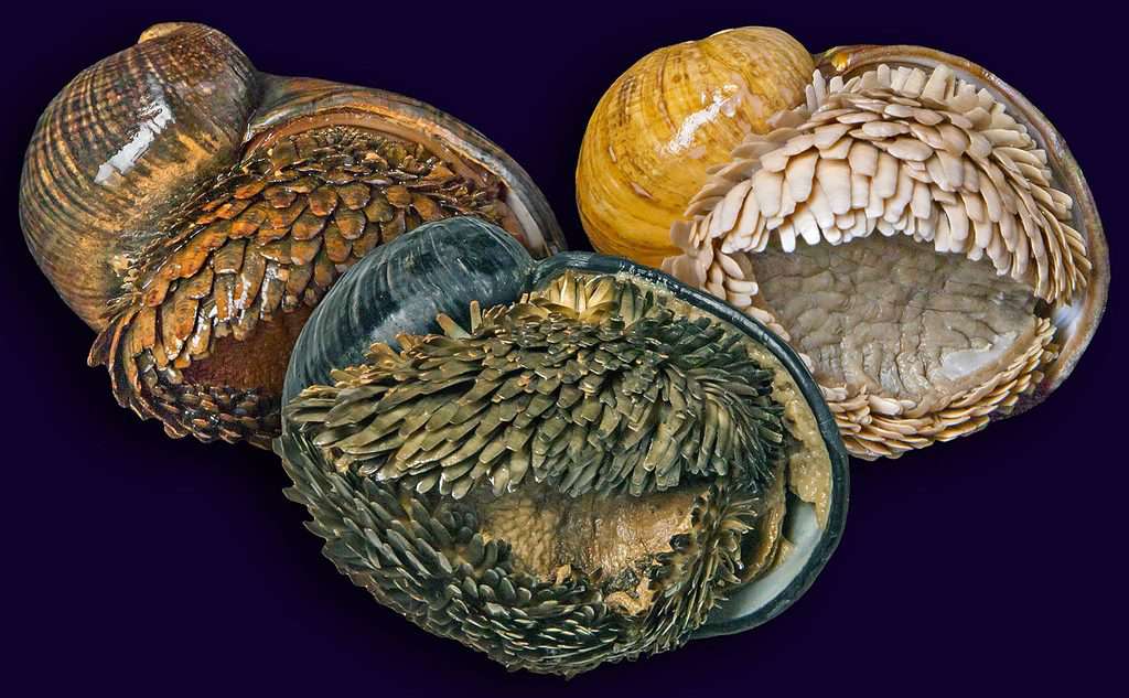 Lumaca vulcano