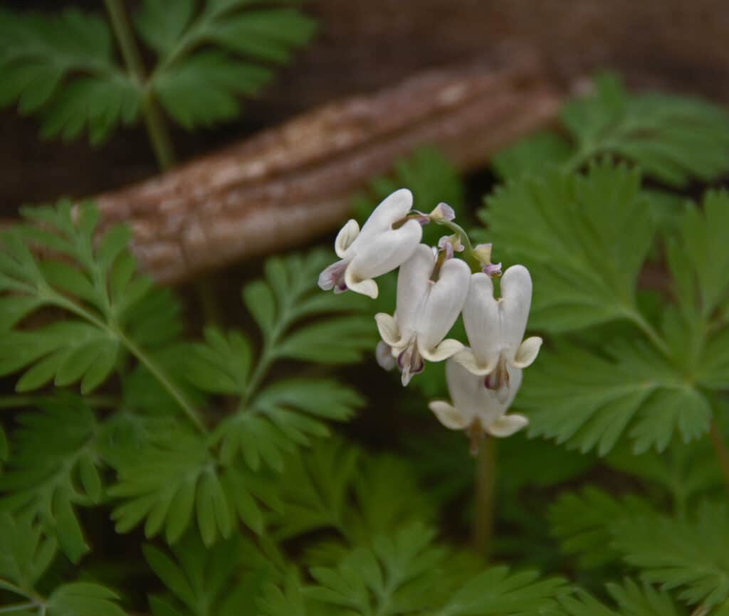 Mais scoiattolo (Dicentra canadensis) con fiori.