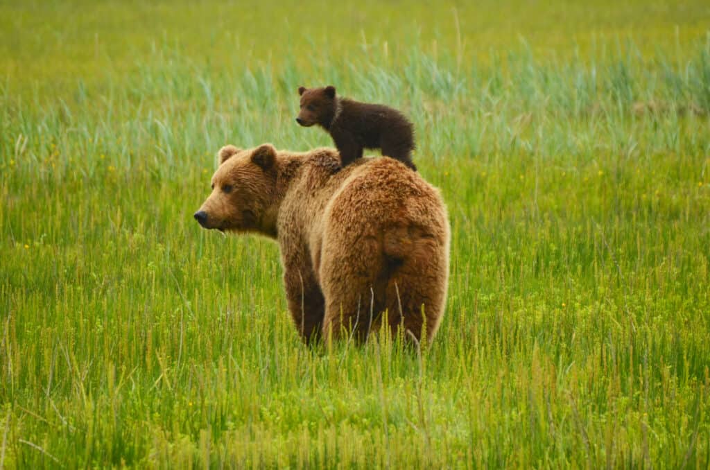 Cucciolo di orso sulla schiena della madre