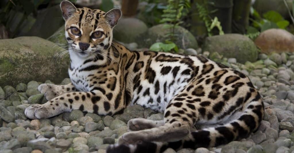 Incredibili animali della foresta pluviale: Margay