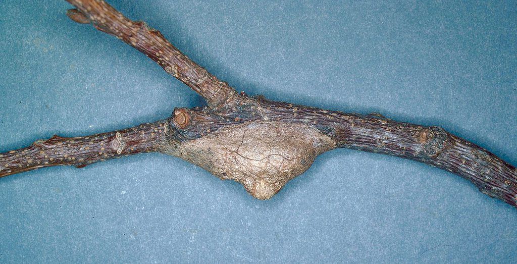 Il bozzolo di un bruco di micio è visibile al centro della cornice. È attaccato a un ramo d'albero a forma di Y. L'arto è orizzontale, facendo la Y dell'arto lateralmente. Il bozzolo, che è per lo più sfumature di grigio, è triangolare con la punta rivolta verso il basso. Il bozzolo è attaccato al lombo inferiore. proprio sotto prima che si biforchi in una Y laterale. Contro l'isolato blu.