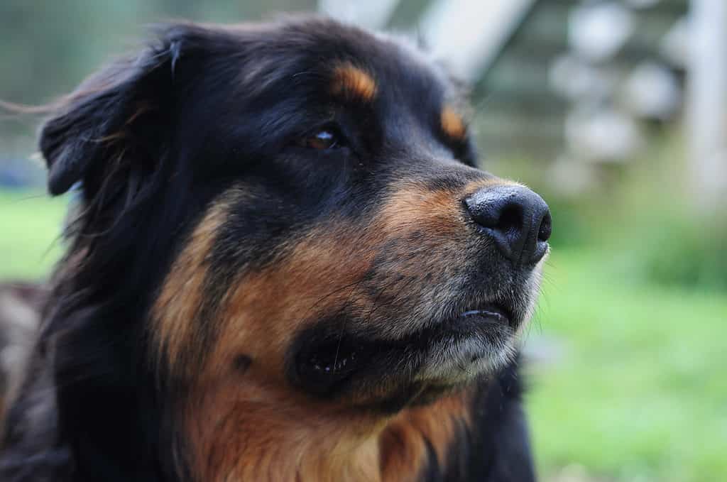 Nuovo Rottland sorridente