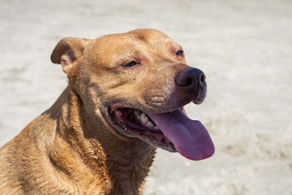 Mix di Shiba-pit