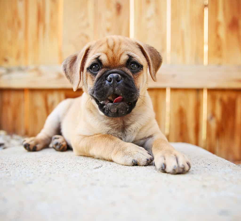 Cucciolo di Chug isolato