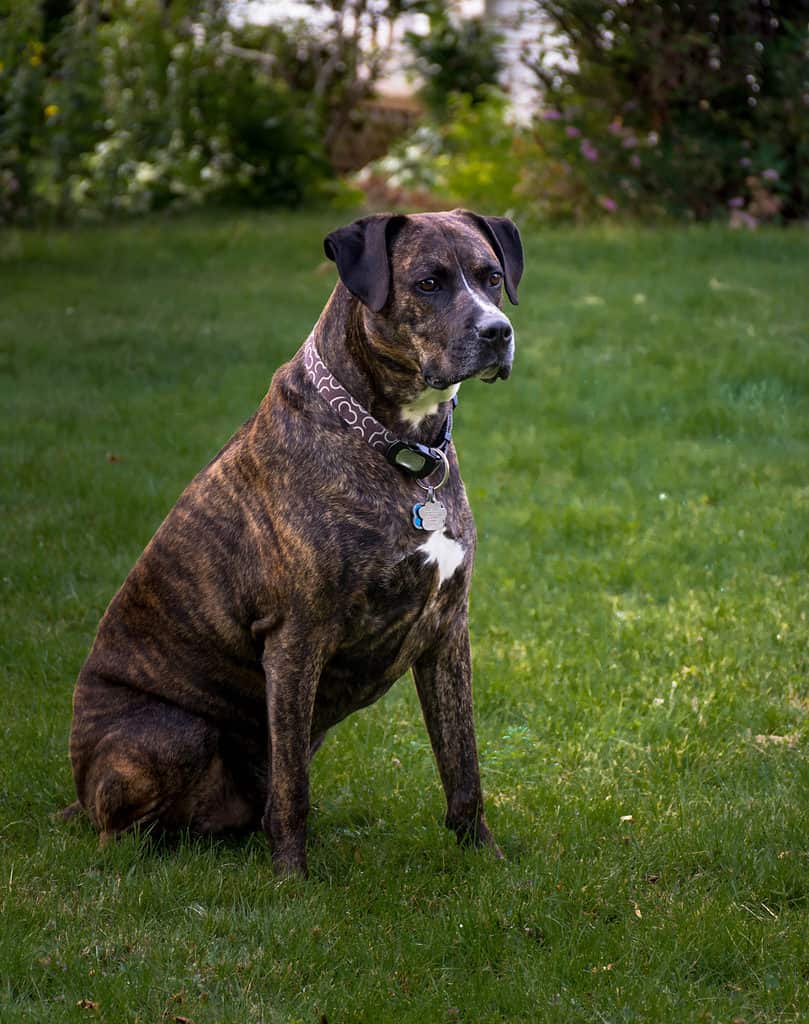Boxador seduto sull'erba