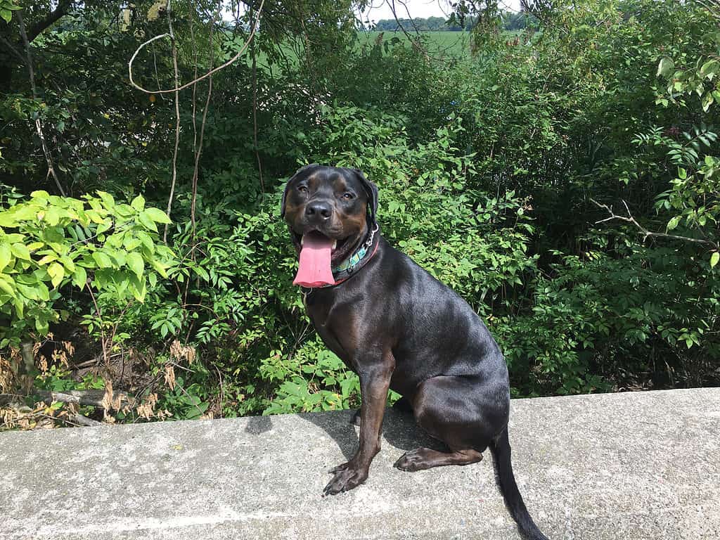 Mastweiler tra gli alberi