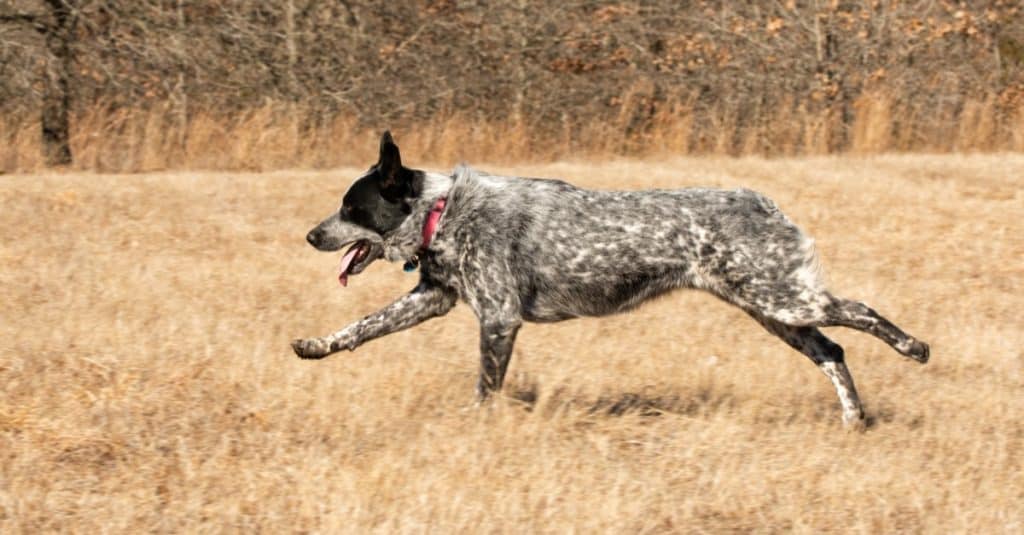 Texas Heeler cane che corre su un campo in erba a tutta velocità.