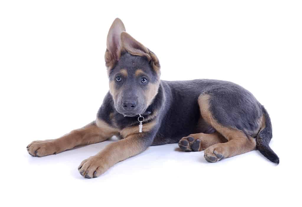 Cucciolo di pastore siberiano