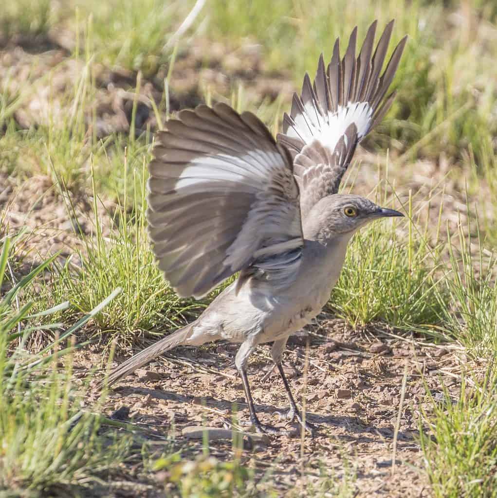 Northern Mockingbird, Mimus polyglottos, colpisce un display ad ala rialzata.