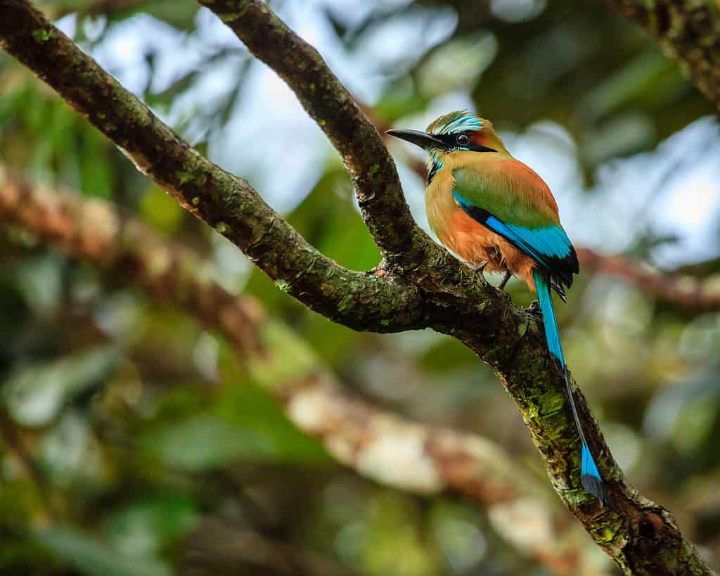 L'uccello nazionale di El Salvador è il motmot dalle sopracciglia turchesi 