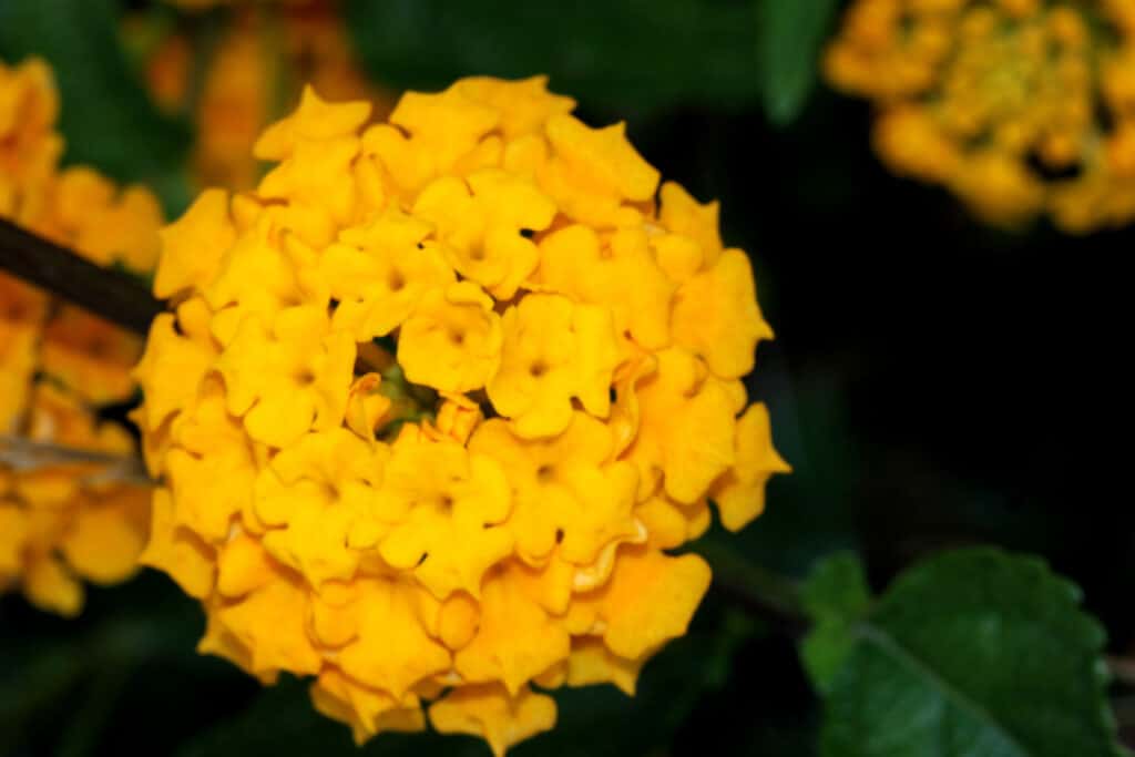 Fiori gialli di lantana mounding "tumulo d