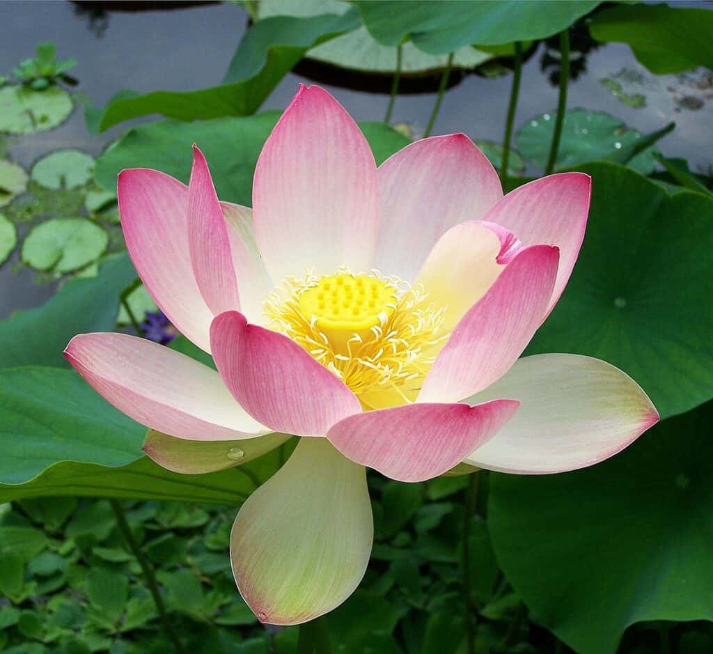 Loto sacro Nelumbo nucifera