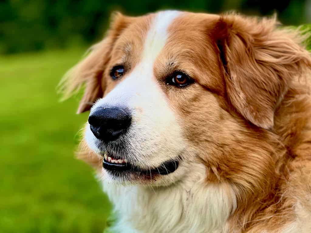 Gran Bernese isolato