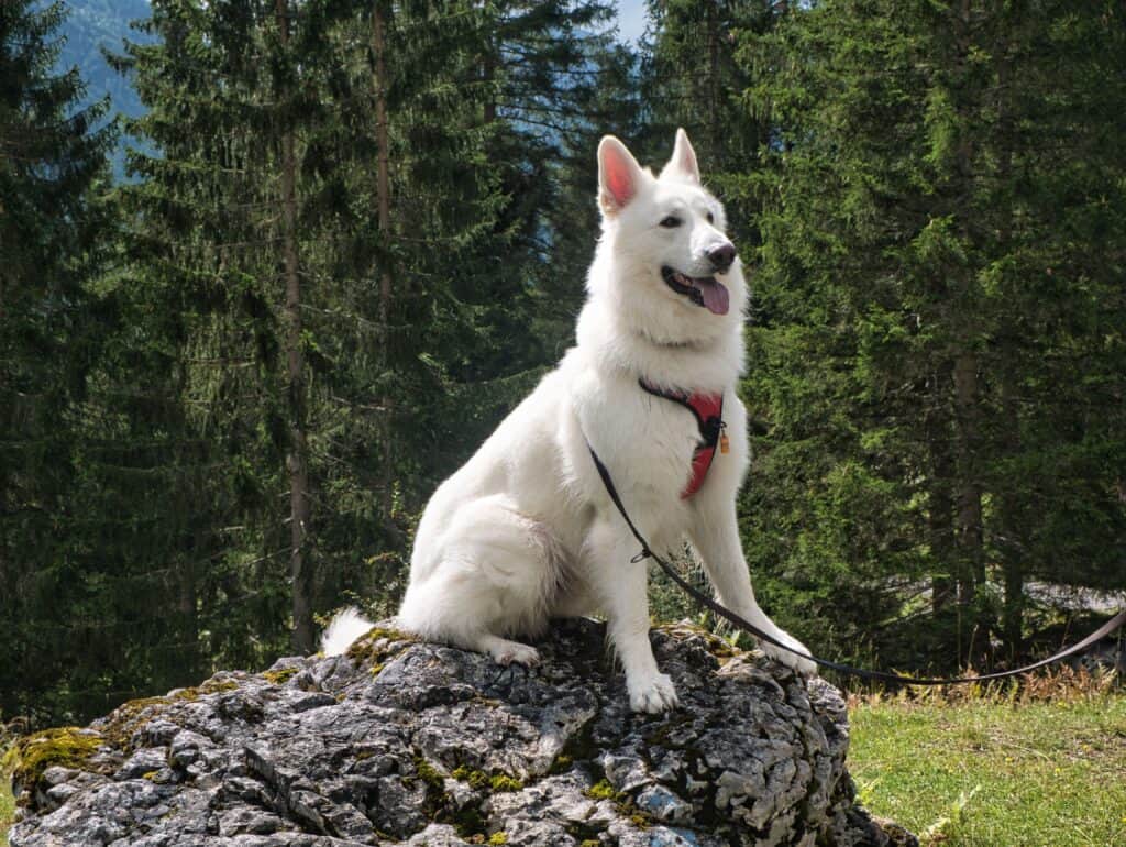 Berger Blanc Suisse con un'imbracatura rossa al guinzaglio seduto su una roccia con alberi di conifere sullo sfondo
