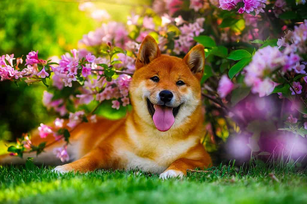 Cane Shiba Inu
