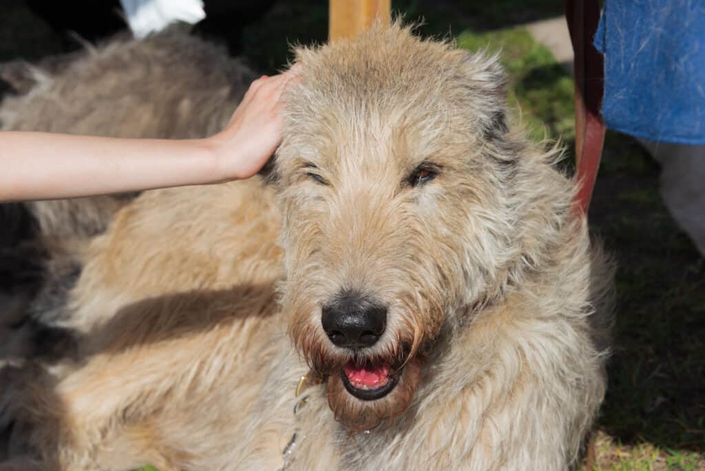 Il levriero irlandese è un animale domestico