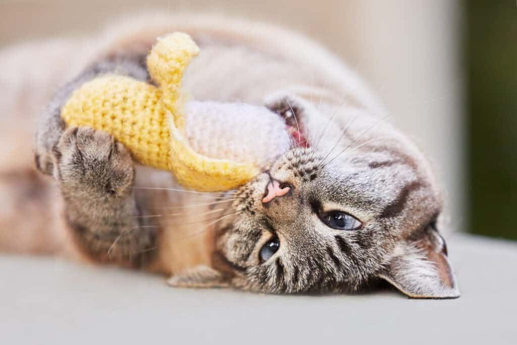 gatto che gioca con un giocattolo