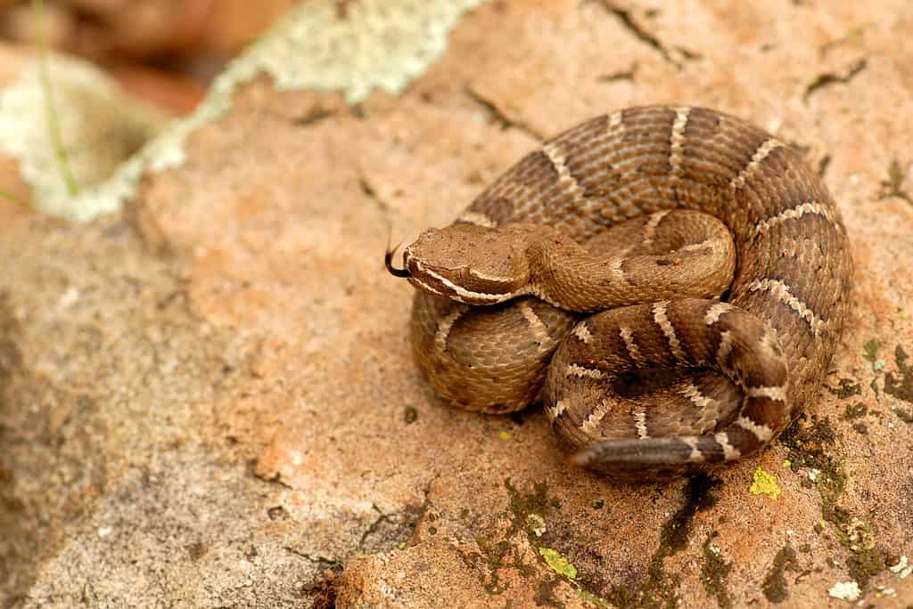 Un giovane serpente a sonagli dal naso a cresta dell'Arizona avvolto su una roccia piatta di colore arancione