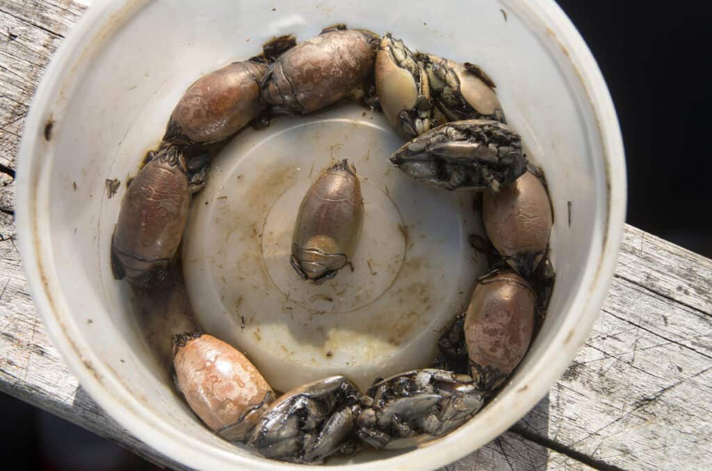 Pulci di sabbia in un secchio