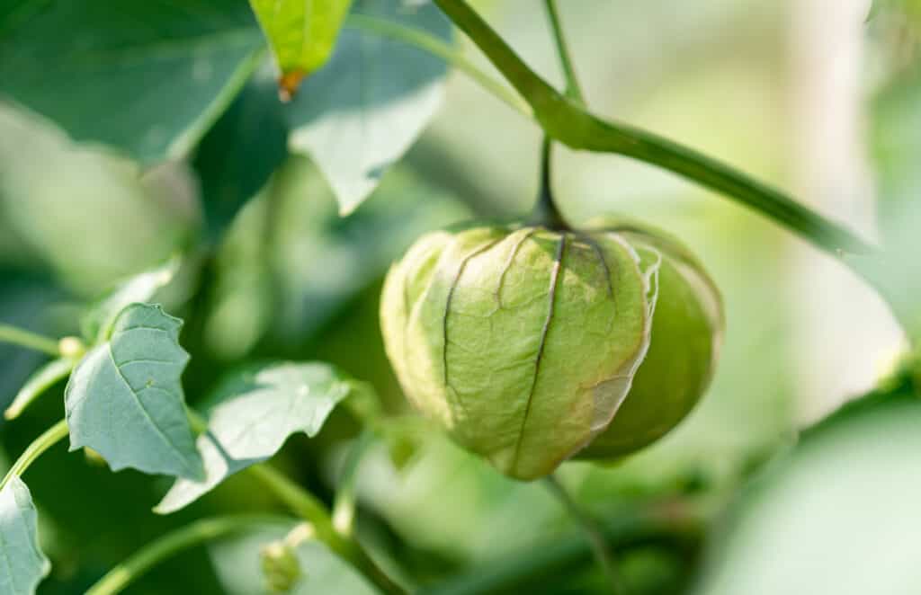 tomatillo che cresce sulla pianta
