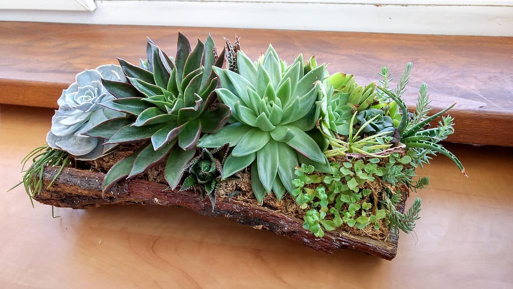 Terrario succulento piantato in una corteccia di pino.