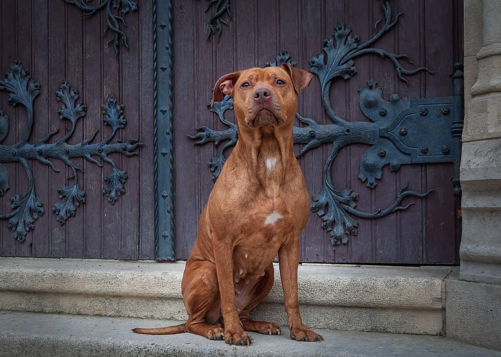 Red Nose Pit Bull davanti alla grande porta