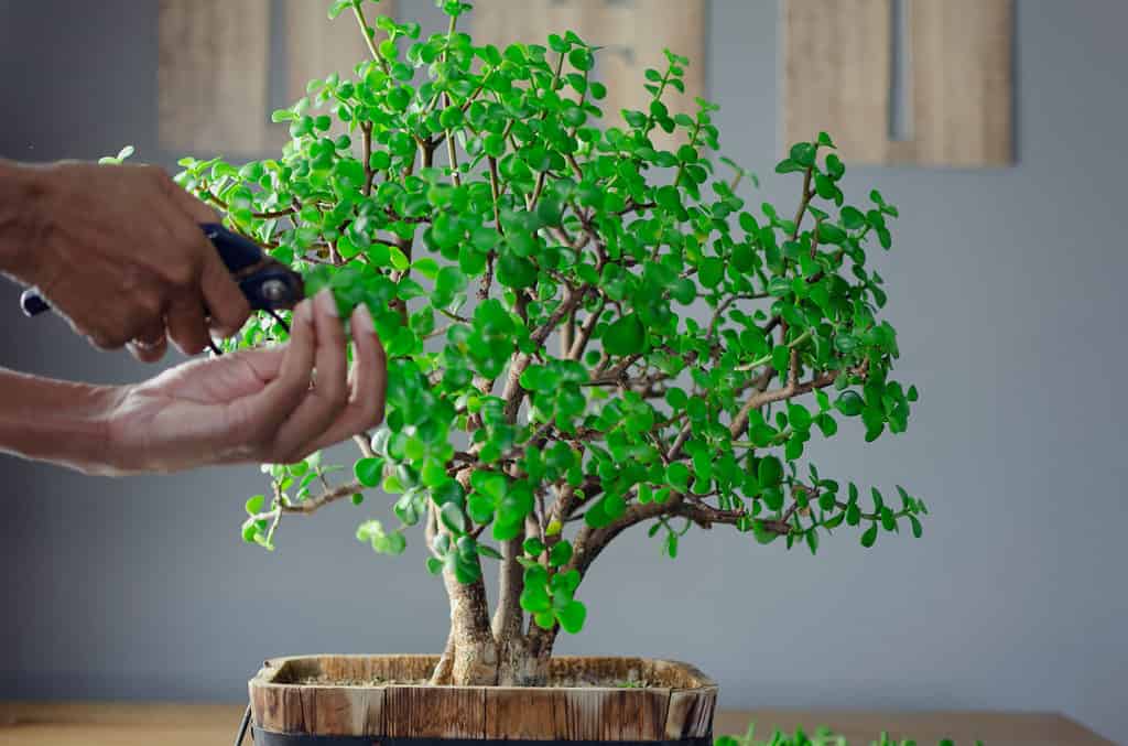 potare un bonsai