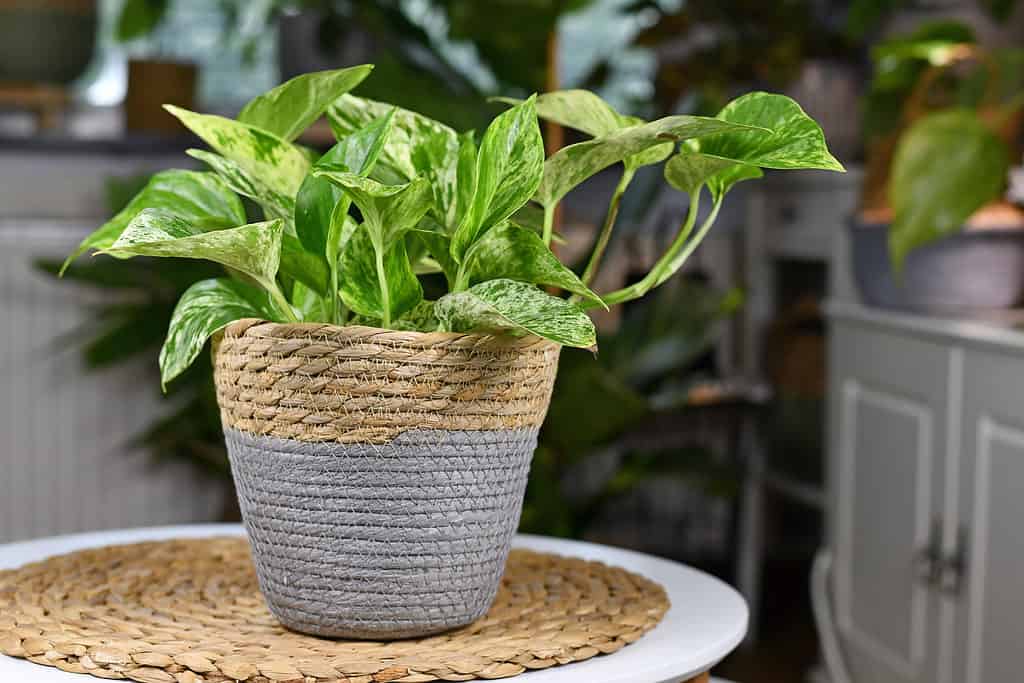 Tropical 'Epipremnum Aureum Marble Queen' pothos pianta della casa con variegatura bianca in cesto naturale vaso di fiori sul tavolo