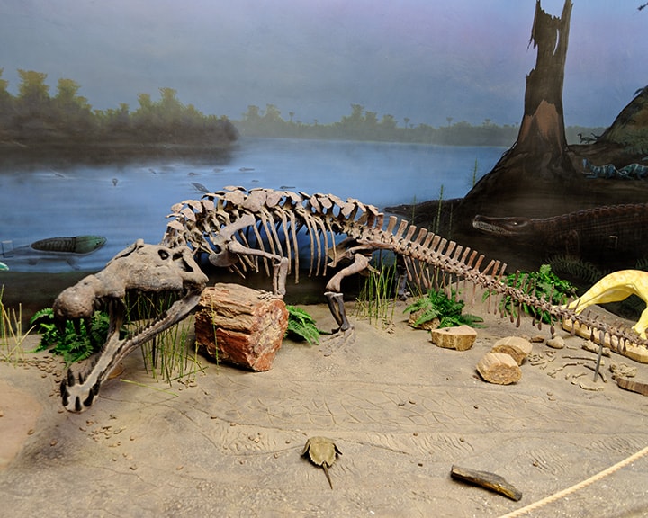 Fossile di fitosauro