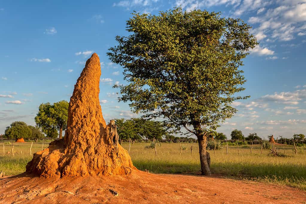 Grande tumulo di termite nel tipico paesaggio africano con termite in Namibia, regione settentrionale vicino a Ruacana Fall.  Deserto dell'Africa.