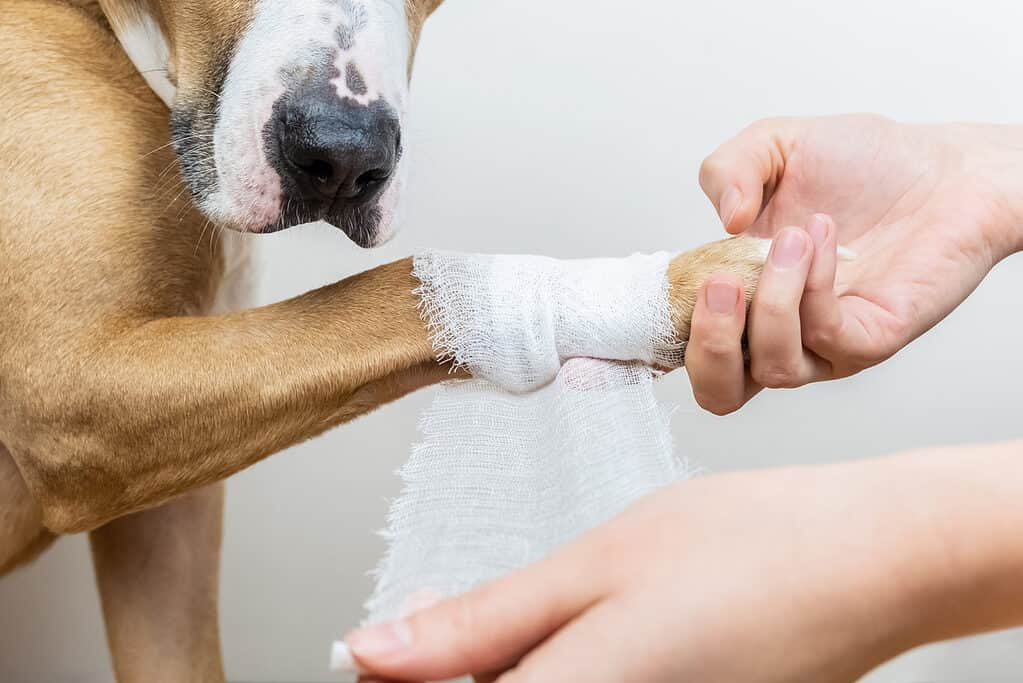 zampa di cane ferita