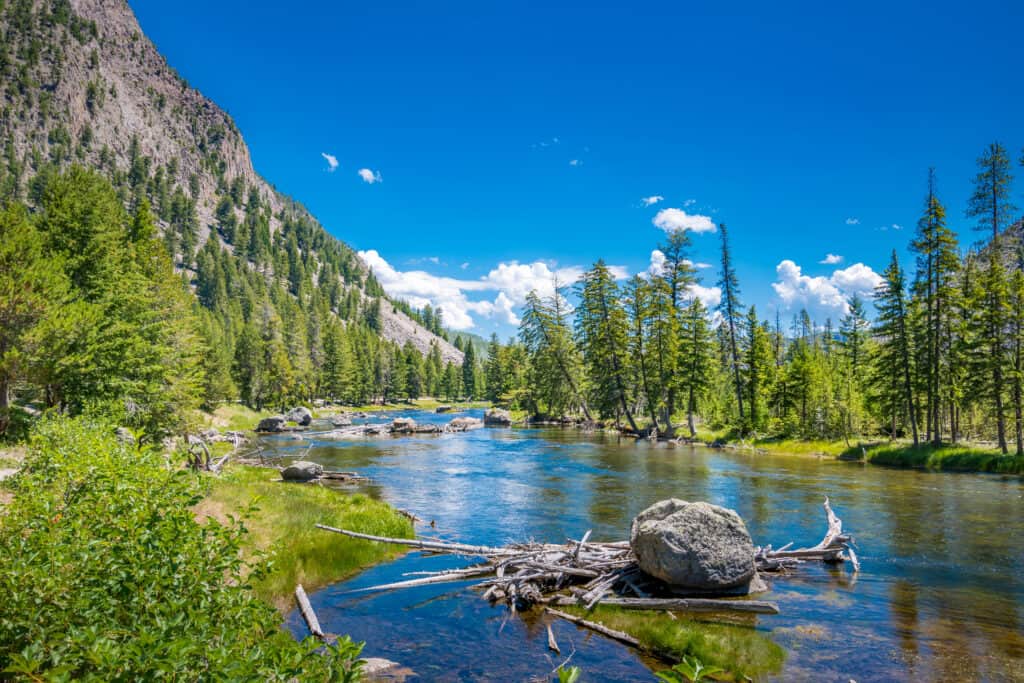 Madison River al Parco Nazionale di Yellowstone nel Wyoming