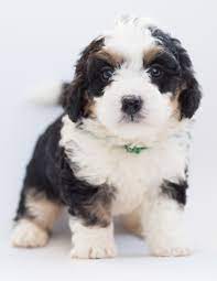 Quanto sarà grande il mio cucciolo?
