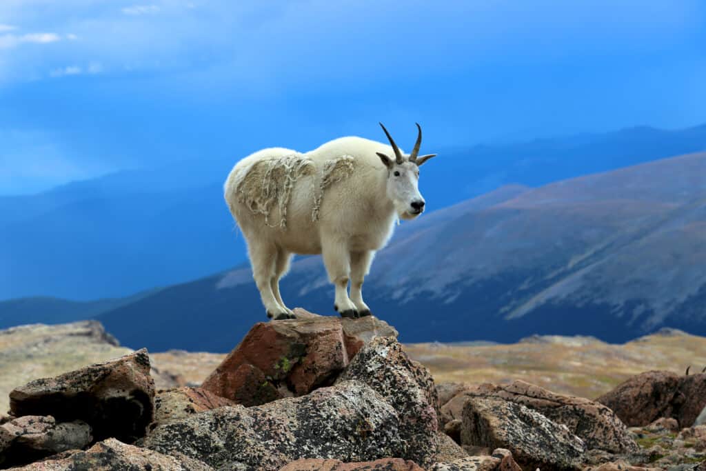 Capre di montagna su roccia