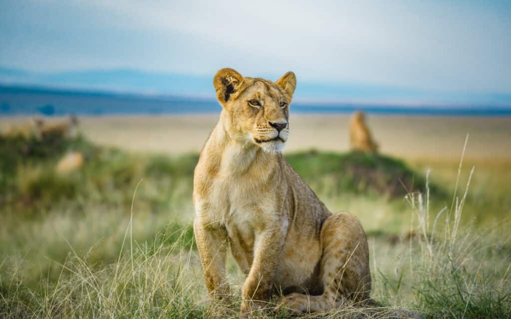 La leonessa seduta è rivolta in avanti e guarda di lato