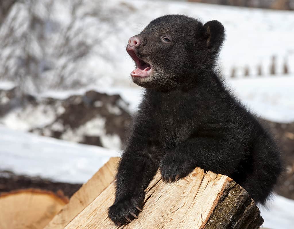 Cucciolo di orso nero