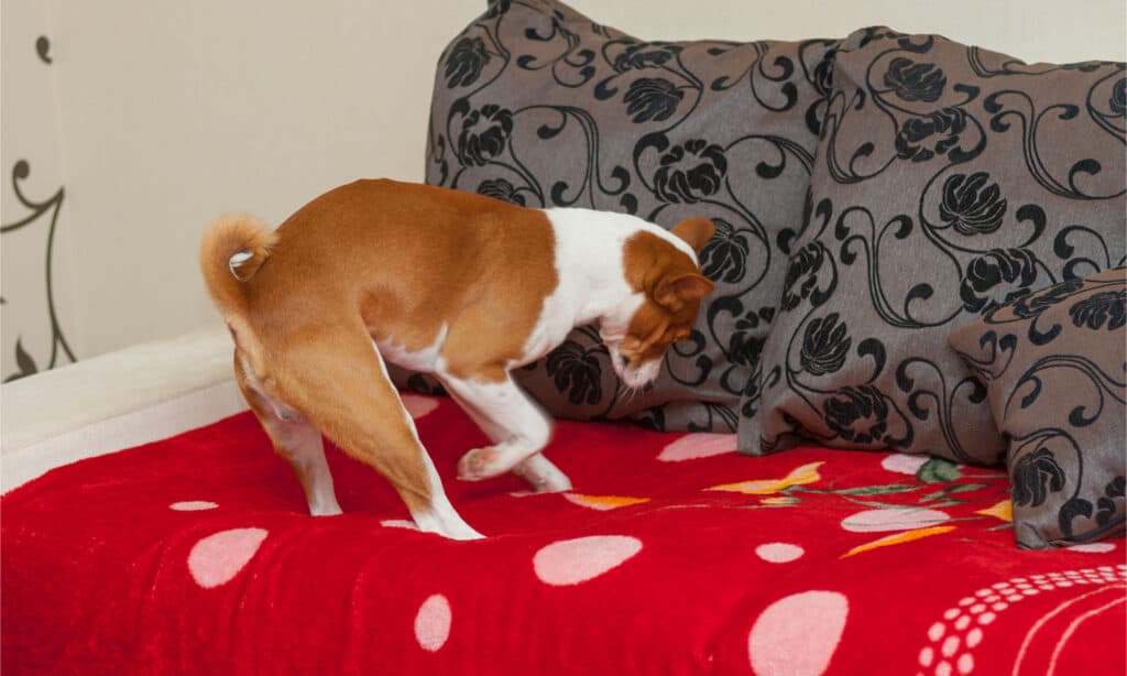 Un letto basenji che graffia e scava