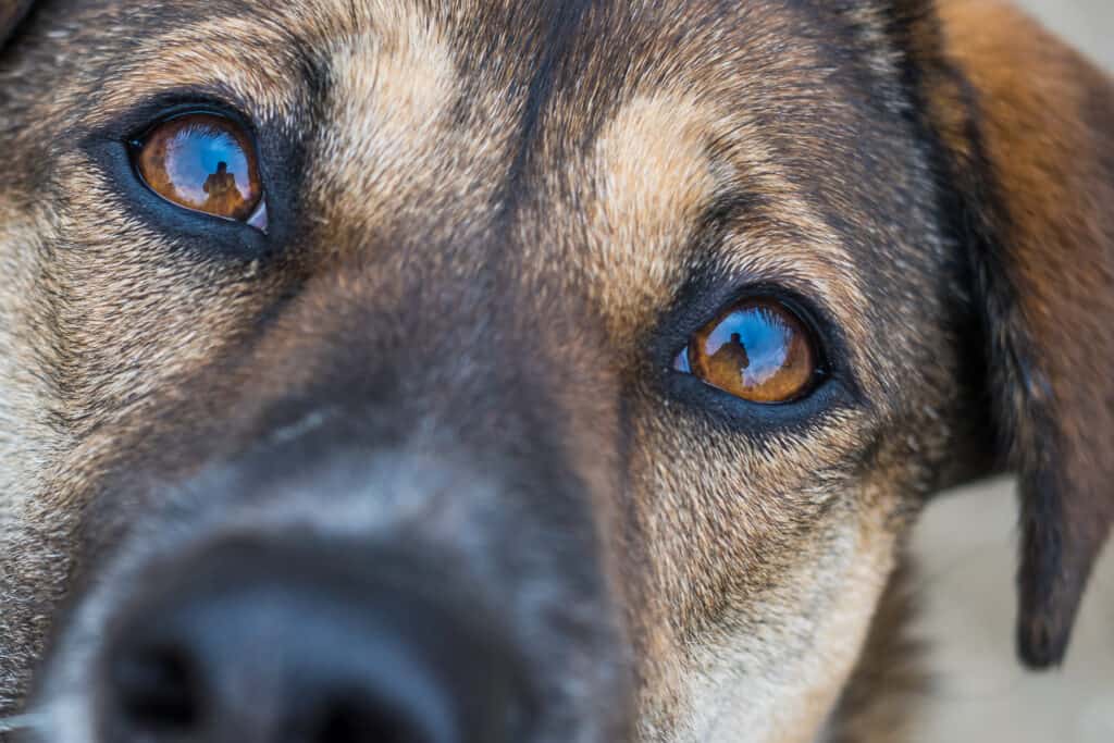 Chiuda in su degli occhi del cane
