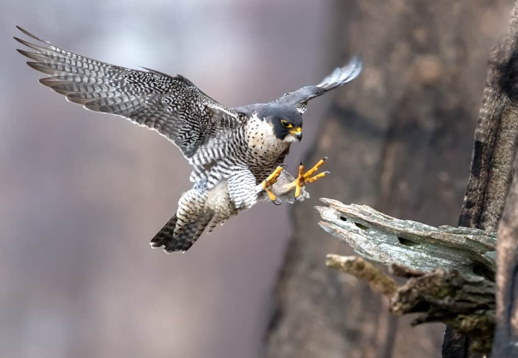 Gli animali più veloci del Massachusetts