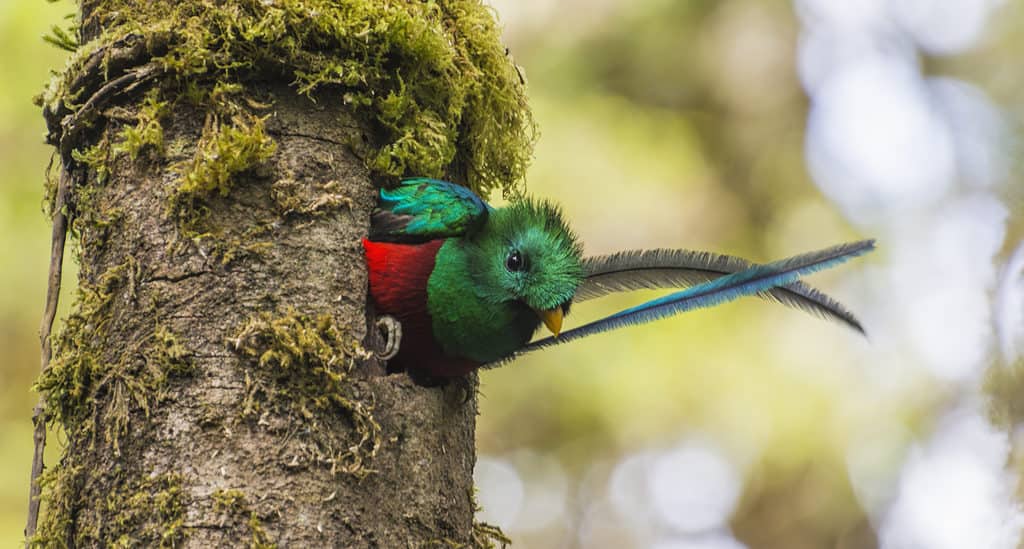 Quetzal splendente