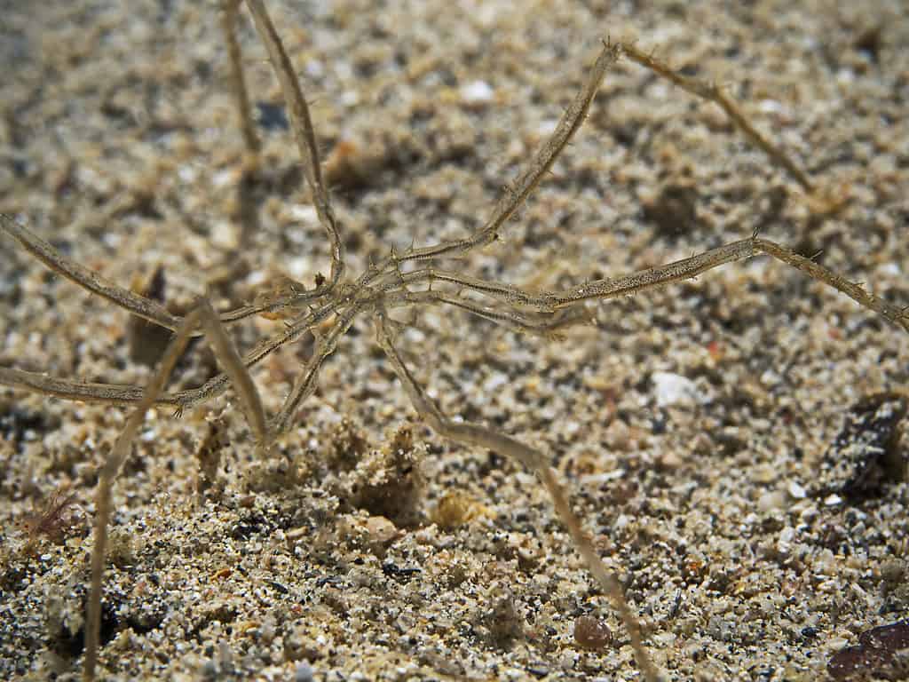 Ragno marino sott'acqua