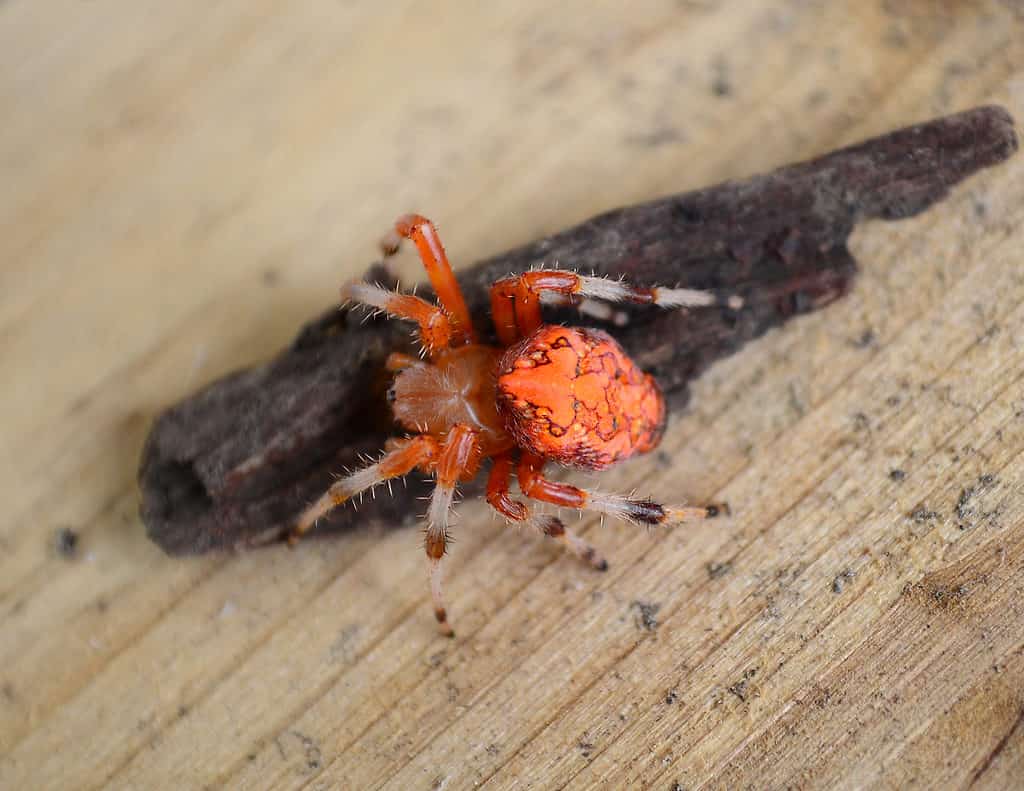 Ragno arancione, ragno zucca
