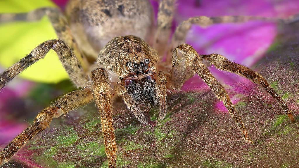 Il ragno della canna (Heteropoda venatoria) ha otto occhi su due file