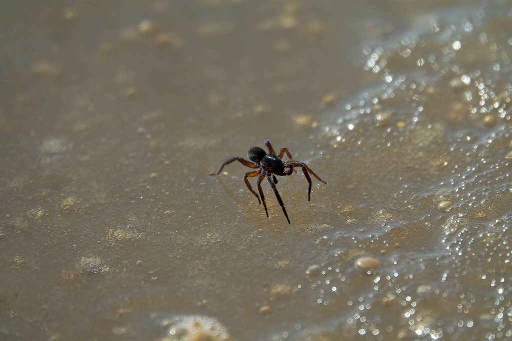 ragno della campana subacquea sull'acqua ghiacciata