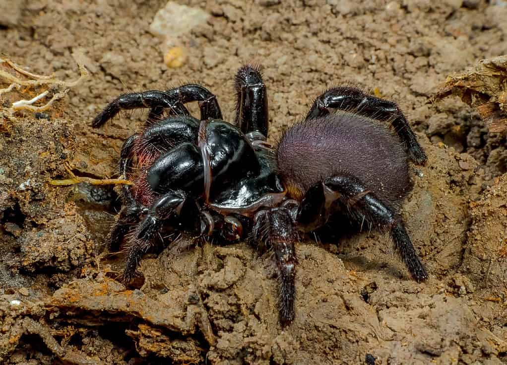 Ragno topo orientale ( Missulena bradleyi )