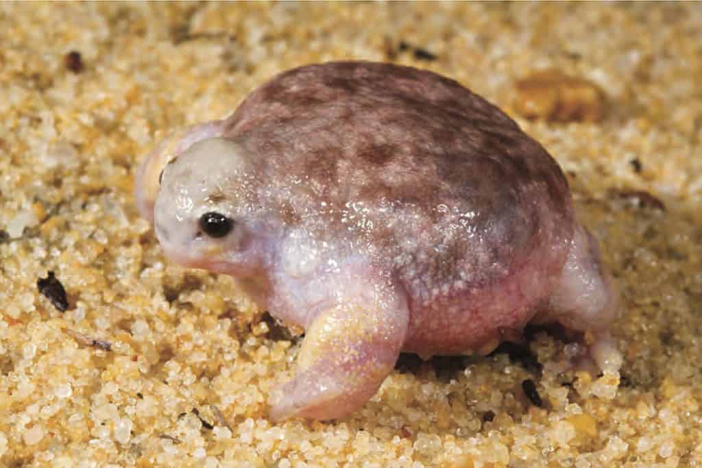 Rana Tartaruga