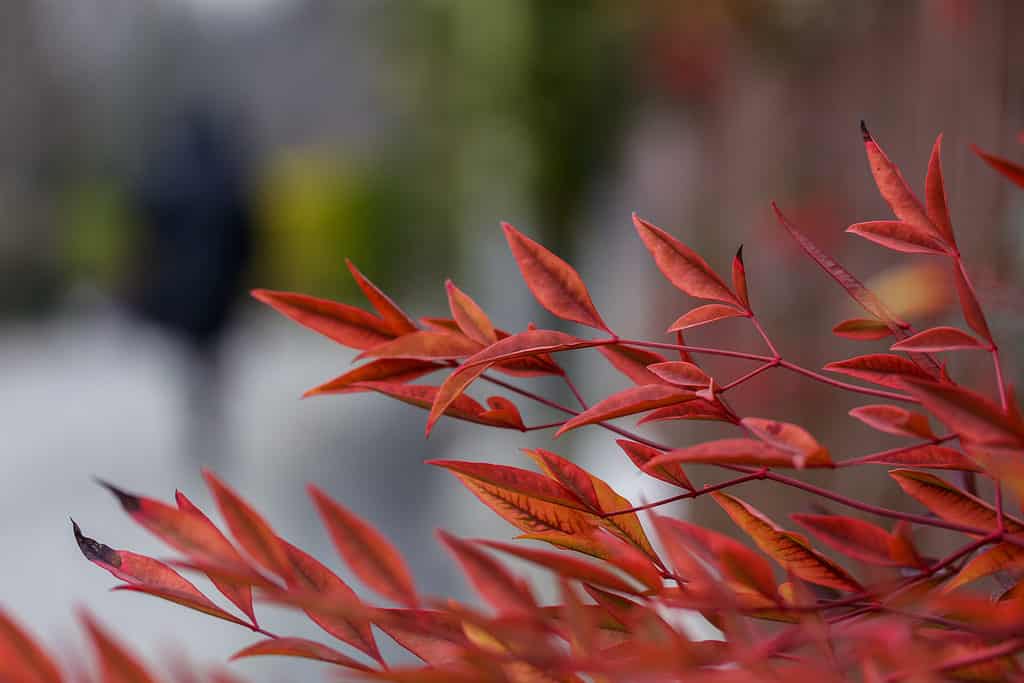 Primo piano delle foglie di pistacia chinensis con una persona che cammina sullo sfondo a sinistra.