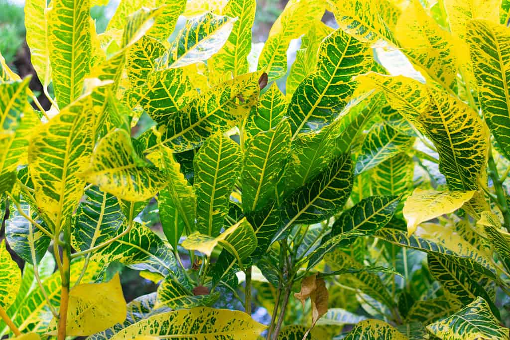 Un gruppo di Petra crotons che crescono insieme con foglie giallo brillante