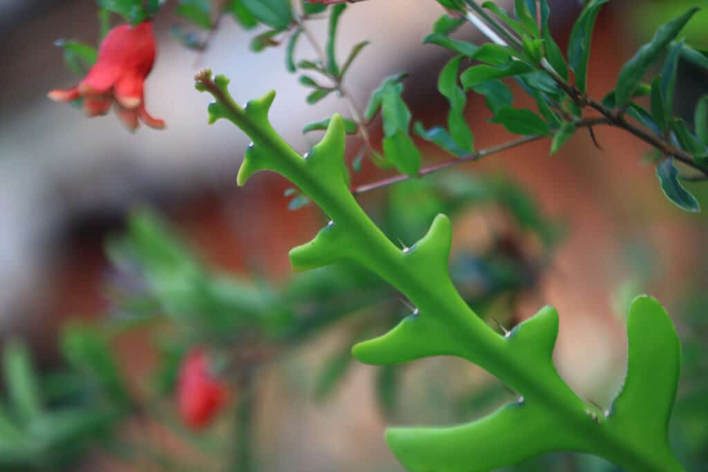 Cactus a spina di pesce