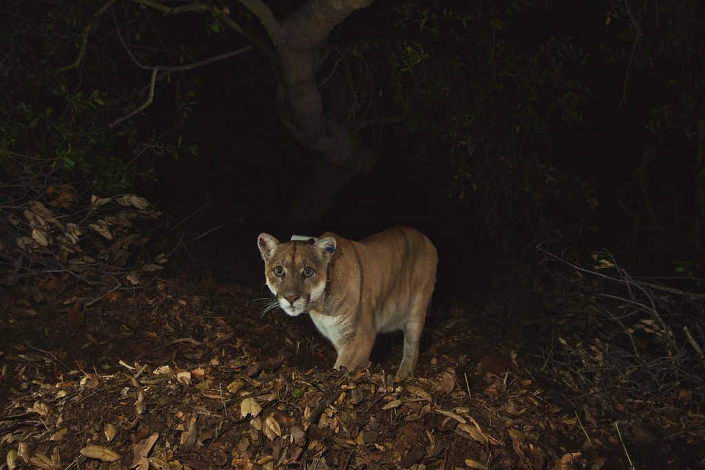 P-22, un famoso leone di montagna che viveva a Los Angeles.